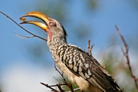 Birds Of The World